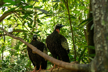 Amazon Birds
