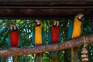 Group of Macaws