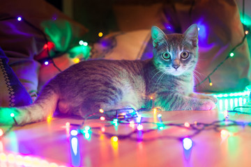 grey cat sitting in Christmas and around bright, colourful fairy lights and lights