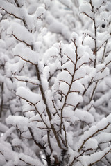 Snow covered trees in the winter forest