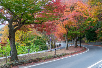 autumn leaves along the road at Kawaguchi lake, Japan