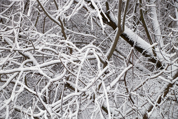 Snow covered trees in the winter forest