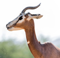 Beautiful wild animal Blackbuck deer (Antilope cervicapra) or Indian antelope in Al Ain Zoo Safari Park