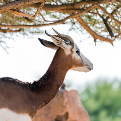 Beautiful wild animal Blackbuck deer (Antilope cervicapra) or Indian antelope in Al Ain Zoo Safari Park