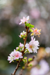 Fototapeta premium close up white sakura flowers
