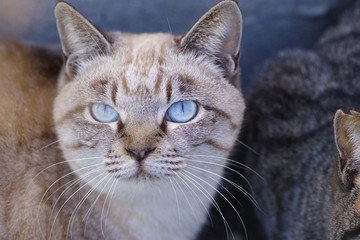Obraz premium 青い目の猫