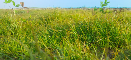 Fototapeta premium close up of green grass in a pasture