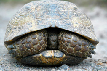 The common tortoise (Testudo graeca), also known as the Greek tortoise. Armenia.