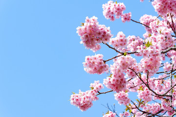 河津桜