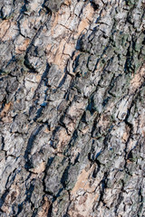 the brown bark of a tree in winter, close up