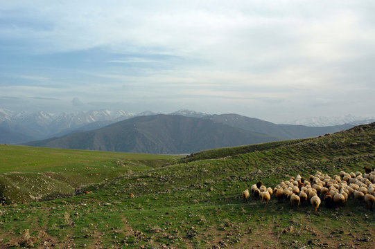 Heard of sheep. Yerablur plateau, Outskirts of Sisian town, Armenia.