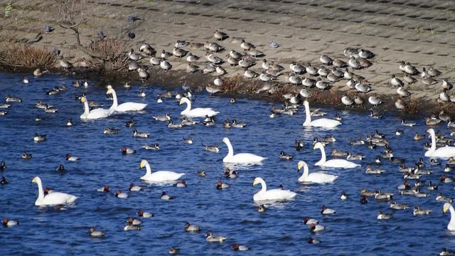かなりの強風です。海のように波しぶきが上がっています。オオハクチョウ、オナガガモ、ホシハジロ、ハト