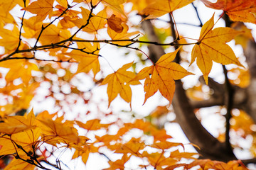 red maple leaf close-up