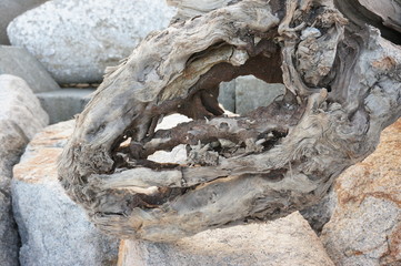 恐竜の骨のような流木