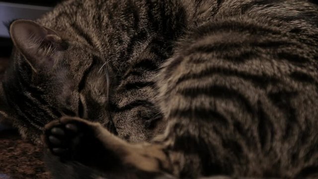 A Sleepy Cat Taking A Nap On A Soft Furry Mat - Close Up Shot