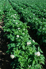 Fresh organic potato fields in the morning, potato flowers