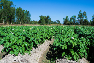 Fototapeta na wymiar Fresh organic potato fields in the morning, potato flowers