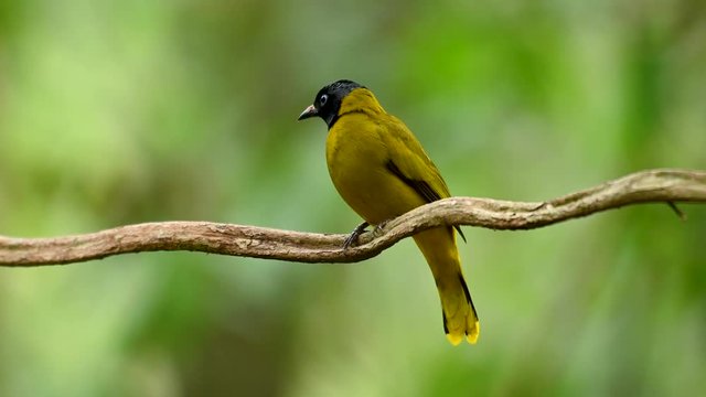 Black-headed Bulbul, Pycnonotus atriceps, perching on the vine as seen from its back, defecates and changes its potion facing front in the forest in Thailand.