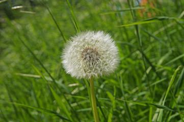 a wonderful summer dandelion growing among the green grass