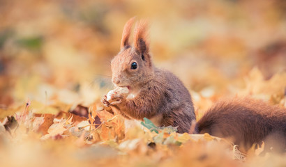 Squirrel sitting in the autumn park sunshine autumn colors on the tree and sitting on the ground in leaves.