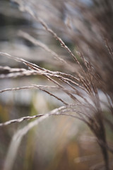 Grass close up