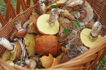 Koszyk pełen grzybów jadalnych