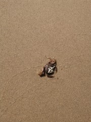 Krebs am Strand