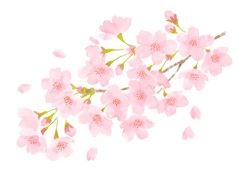 桜の花　春のイメージ水彩画