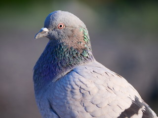 Pigeon Portrait