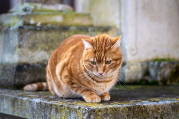 Katze in Frankreich