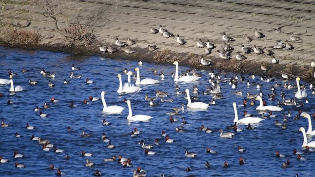 かなりの強風です。ホシハジロたちはオオハクチョウのそばにいます。オナガガモは、飛んできてはバシャーンと池に。