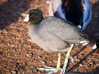 Ducks!! Lots of Ducks!