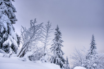 Winter landscape. Winter wonderland with forest snowy trees, slovakia