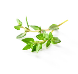 fresh thyme sprig close-up isolated on white  background square composition