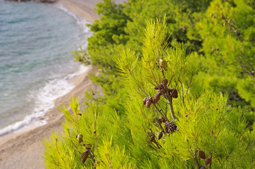 Krzewy nad morzem w Chorwacji - obrazy, fototapety, plakaty