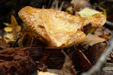 inedible mushroom in the forest litter