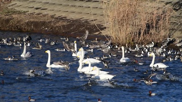 どんどん飛んできて、混雑の極み。オナガガモ、オオハクチョウ、ホシハジロ。強風の日。スローモーション