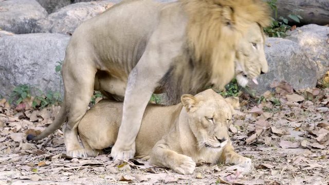 couple of lions having sex