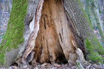Old tree cracked trunk