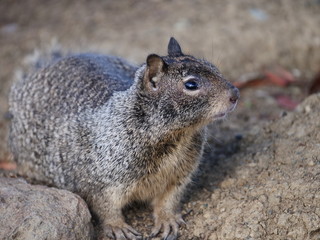 Naklejka na ściany i meble Squirrel at Shoreline Park in San Francisco Bay Area