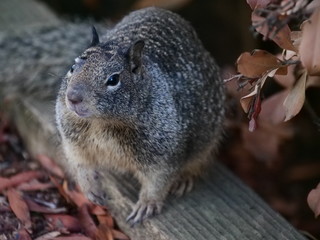 Squirrel at Shoreline Park in San Francisco Bay Area