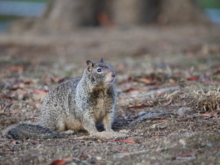 Squirrel at Shoreline Park in San Francisco Bay Area