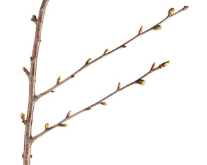 Cherry tree budding brunch