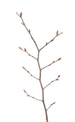 Hornbeam tree budding brunch