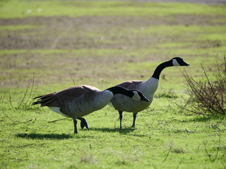 Geese