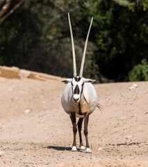 Wild Animal Oryx or Arabian Ghazal in Al Ain Zoo Safari Park