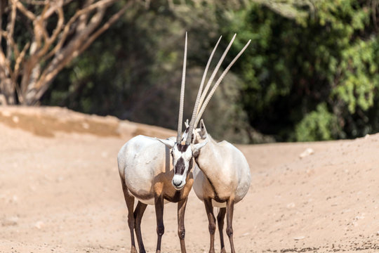 Wild Animal Oryx Or Arabian Ghazal In Al Ain Zoo Safari Park