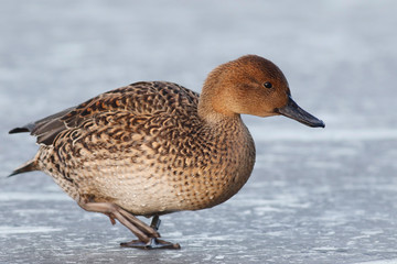 Northern pintail