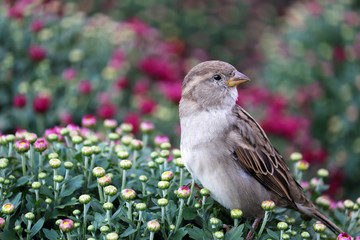 Sparrow sitting on a flowers field of pink and red chrysanthemums, picturesque landscape in soft colors. Floral background, beautiful pattern