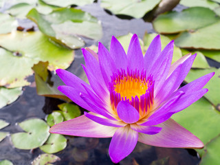 Close up purple violet color lotus flower or water lily with leaves in pond.